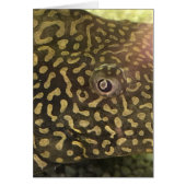 Fish Eye Card (Front)