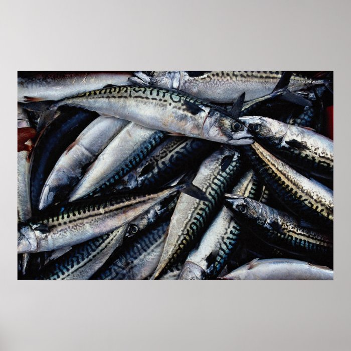Fish for lobster bait, Prince Edward Island, Canad Print