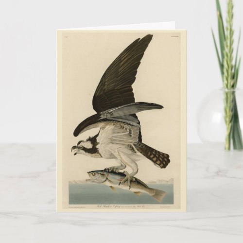 Fish Hawk Osprey from Audubons Birds of America Card