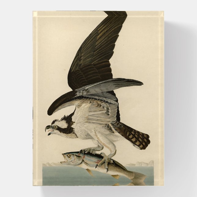 Fish Hawk, Osprey, from Audubon's Birds of America Paperweight (Vertical)