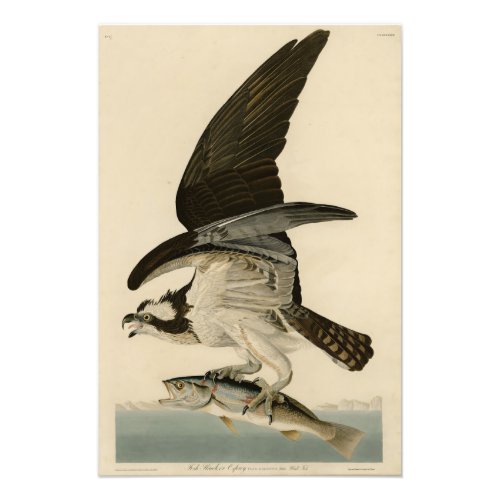 Fish Hawk Osprey from Audubons Birds of America Photo Print