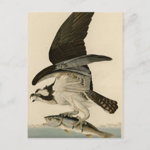 Fish Hawk, Osprey, from Audubon's Birds of America Postcard