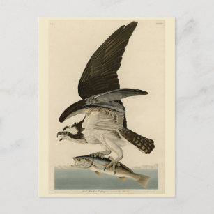 Fish Hawk, Osprey, from Audubon's Birds of America Postcard