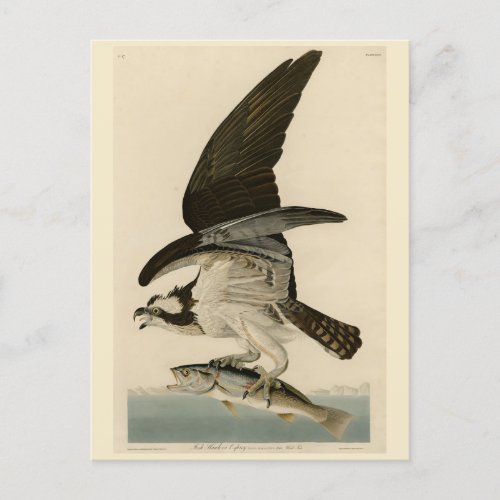Fish Hawk Osprey from Audubons Birds of America Postcard