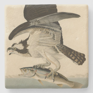 Fish Hawk, Osprey, from Audubon's Birds of America Stone Coaster