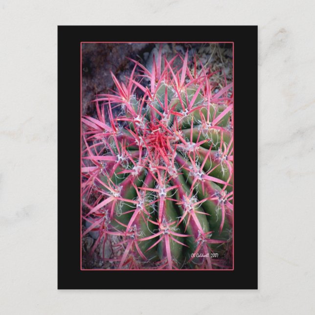 Fish Hook Postcard (Front)