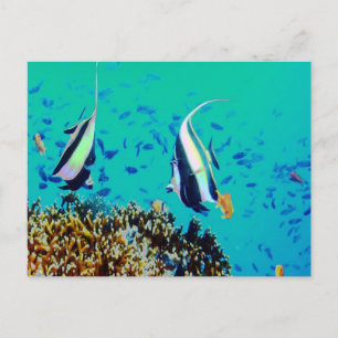 Fish in Fiji Waters Postcard