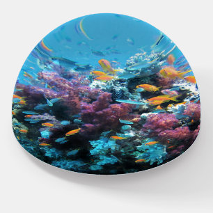 Fish in pink coral paperweight