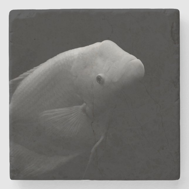 Fish in Tank Stone Coaster (Front)