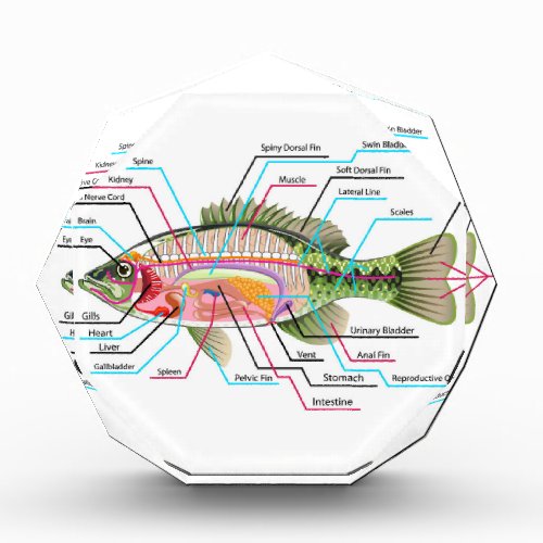 Fish internal organs Vector Art diagram Anatomy Award