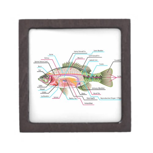 Fish internal organs Vector Art diagram Anatomy Gift Box