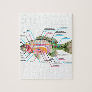 Fish internal organs Vector Art diagram Anatomy Jigsaw Puzzle