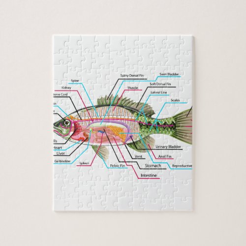 Fish internal organs Vector Art diagram Anatomy Jigsaw Puzzle