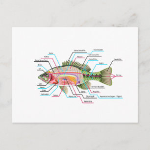 Fish internal organs Vector Art diagram Anatomy Postcard