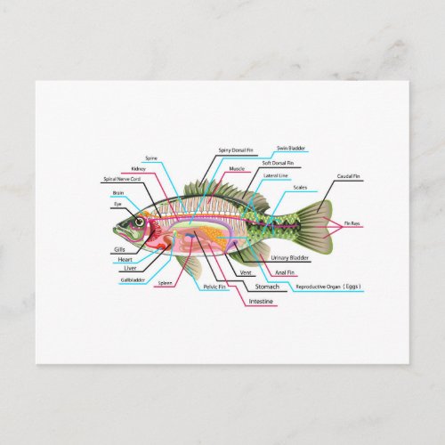 Fish internal organs Vector Art diagram Anatomy Postcard