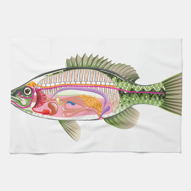 Fish internal organs Vector Art diagram Anatomy Towel (Horizontal)