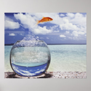 Pet Oranda Goldfish in an Aquarium Photo Cool Fish Poster Aquatic Wall  Decor Fish Pictures Wall Art Underwater Picture of Fish for Wall Wildlife  Reef Poster Cool Wall Decor Art Print Poster