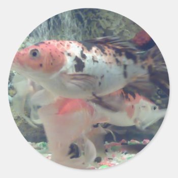 Fish Koi Round Sticker by naiza86 at Zazzle