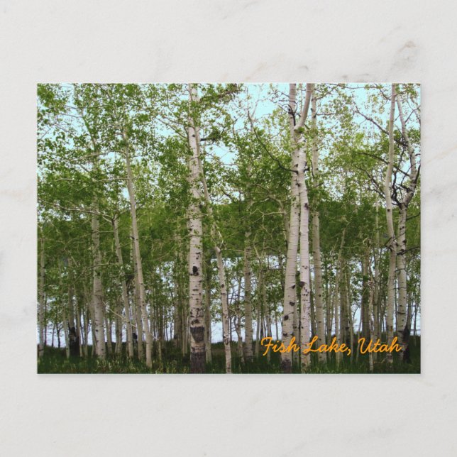 Fish Lake, Utah Postcard (Front)
