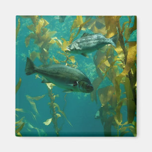 Fish Magnet