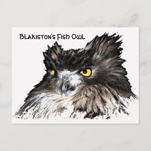 Fish Owl bust postcard