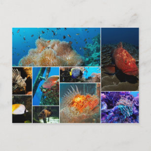 Fish, Photo Collage. Postcard