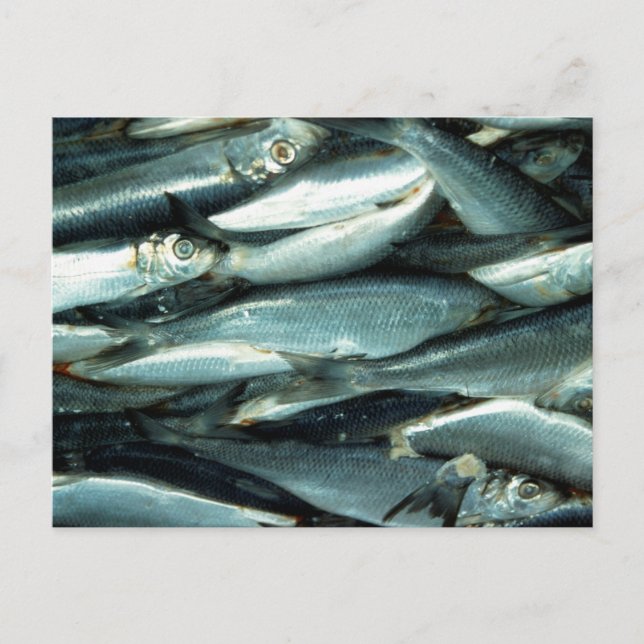 Fish Postcard (Front)