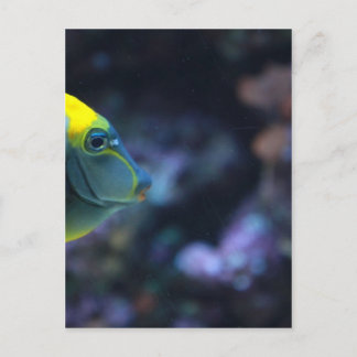 fish postcard