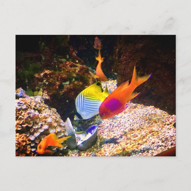 Fish Postcard (Front)