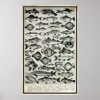 Fish Poster by camcguire at Zazzle