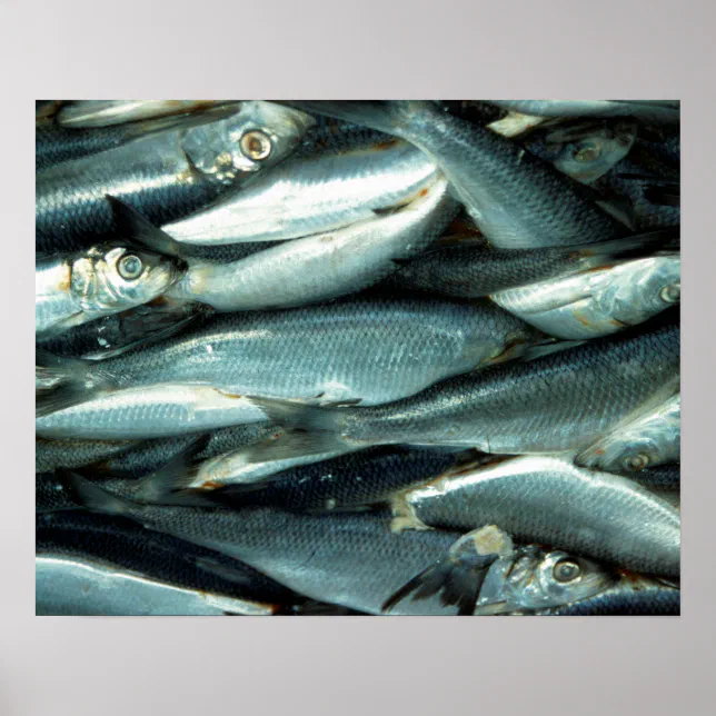 Fish Poster | Zazzle
