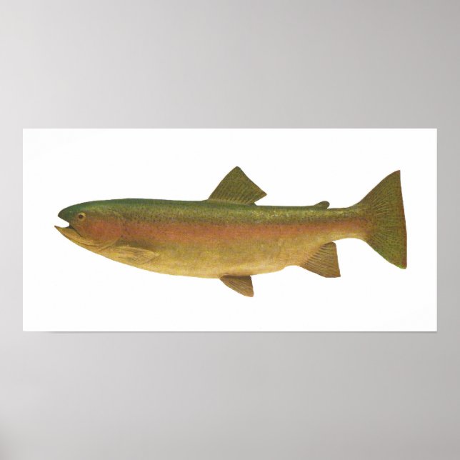 Fish - Rainbow Trout - Salmo gairdnerii Poster (Front)
