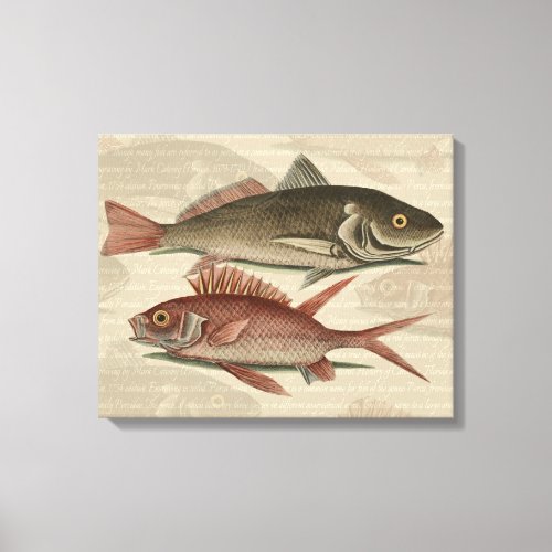 Fish Red Perch Fisherman Art Canvas Print