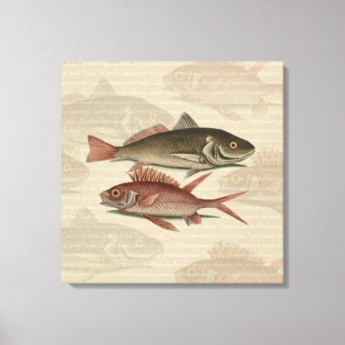 Fish Red Perch Fisherman Art Canvas Print