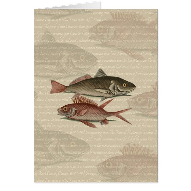 Fish Red Perch Fisherman Art Cards (Front)