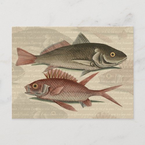 Fish Red Perch Fisherman Art Postcard
