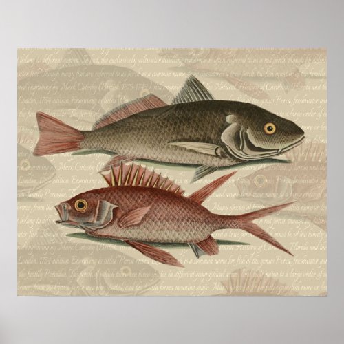 Fish Red Perch Fisherman Art Poster