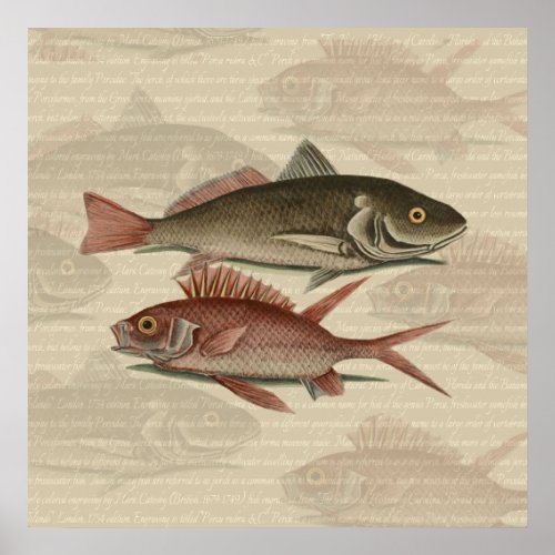 Fish Red Perch Fisherman Art Poster