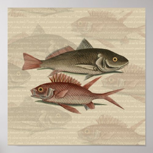 Fish Red Perch Fisherman Art Poster