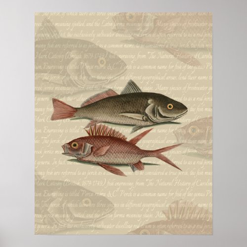 Fish Red Perch Fisherman Art Poster