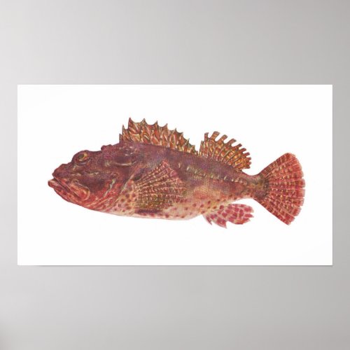 Fish _ Red Rock Cod _ Scorpaena cardinalis Poster