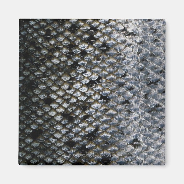 Fish Scales Magnet (Front)