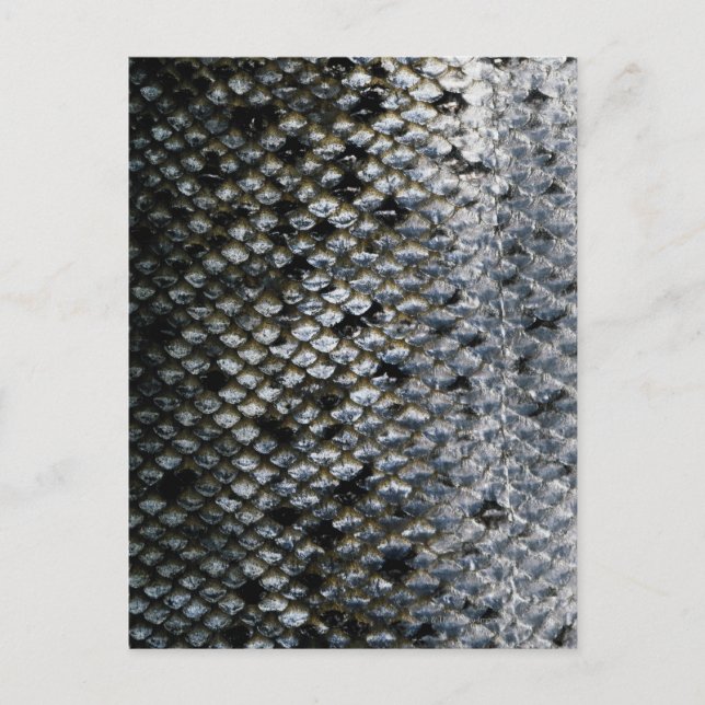 Fish Scales Postcard (Front)