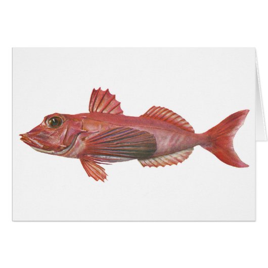 Fish - Sharp-Beaked Gurnard Cards (Front Horizontal)