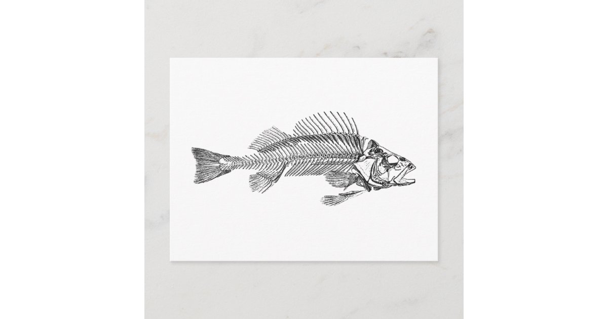 Fish Skeleton Logo Postcard