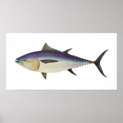 Fish _ Southern Bluefin Tuna _ Thunnus maccoyii Poster