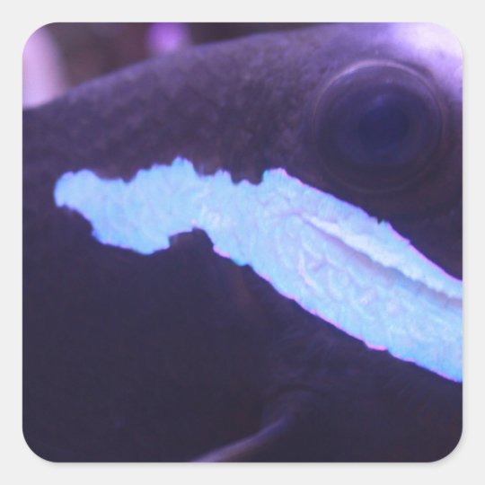 Fish Square Sticker