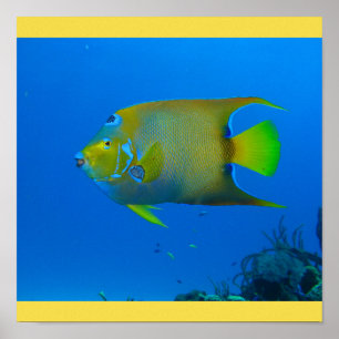 Fish Swim Home Fins Personalize Destiny Destiny'S Poster