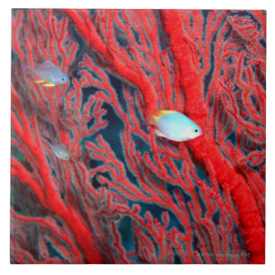 Fish swimming in coral ceramic tile