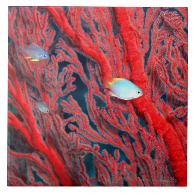 Fish swimming in coral ceramic tile (Front)